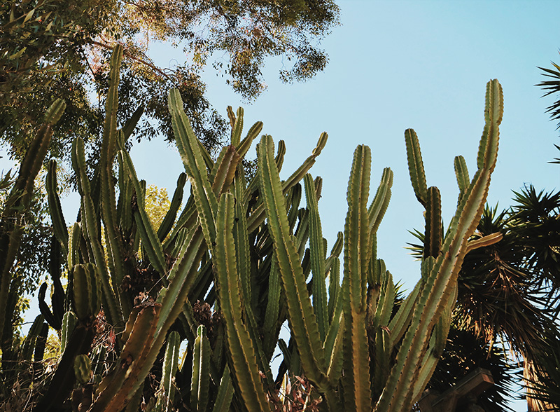 cacti tree